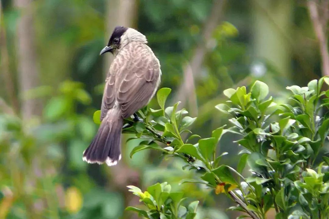 深圳莲花山真的美,深圳莲花山有什么特别的地方