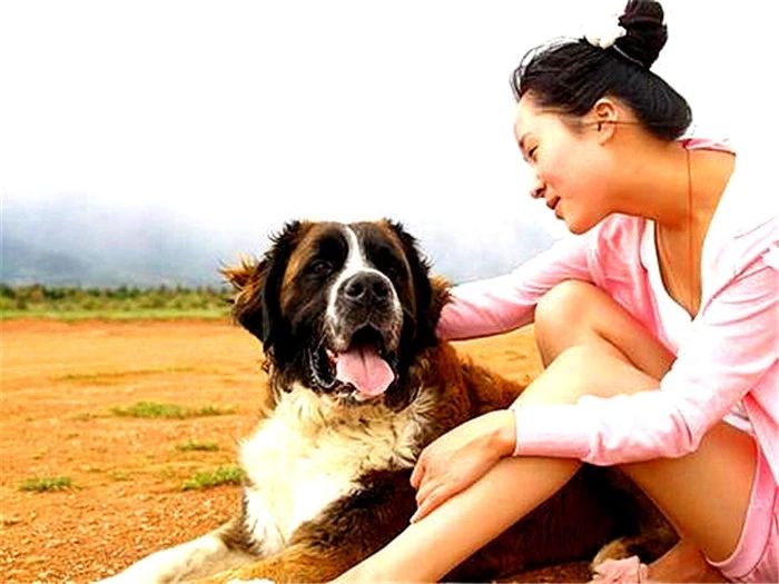 狗狗亲主人脸是什么意思,爱犬和狗接吻的危害