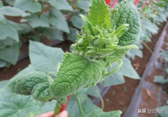 黄瓜栽后两星期花打顶怎么回事,黄瓜的整枝打顶打杈完整的视频