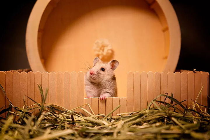 仓鼠咬人怎么办怎么驯服它,仓鼠咬人会不会打你