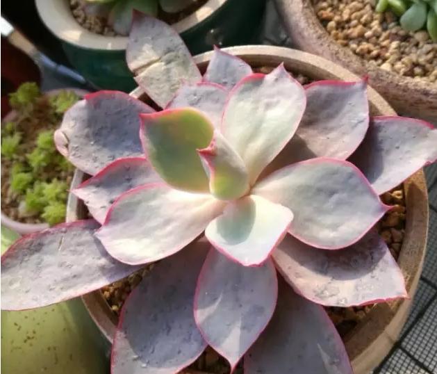 广寒宫和晚霞多肉有什么区别,多肉广寒宫开花的样子