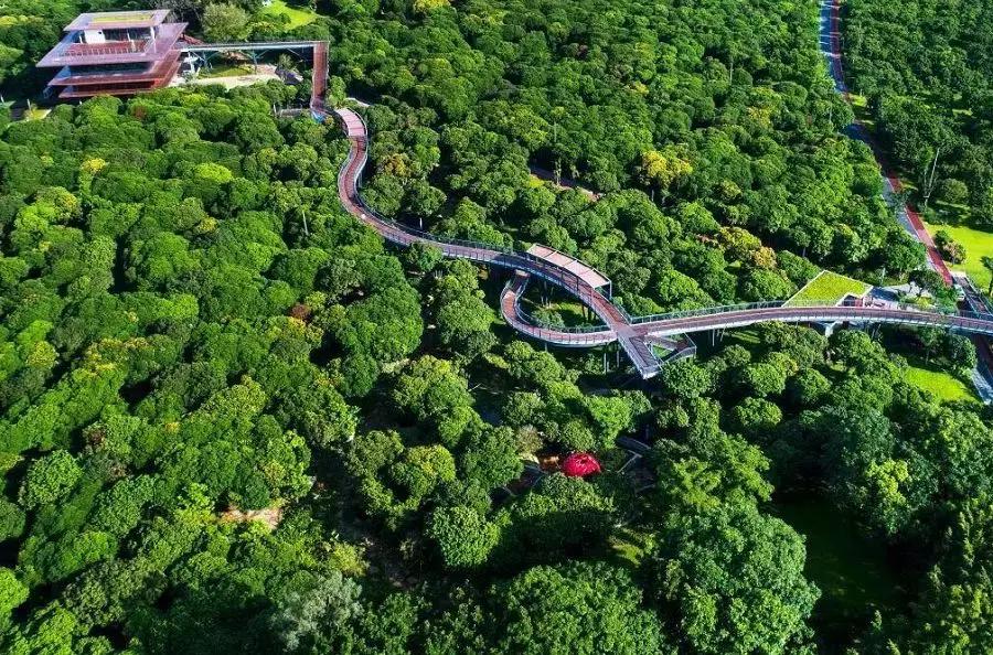 深圳5月哪里有花海看,深圳五一哪里可以看花海