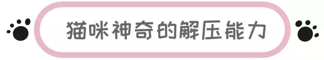 铲屎官必知猫咪0-12月的成长表,新手铲屎官必读国产猫粮怎么选