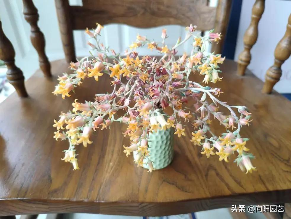 多肉花剑怎么处理,多肉长花箭几月份处理