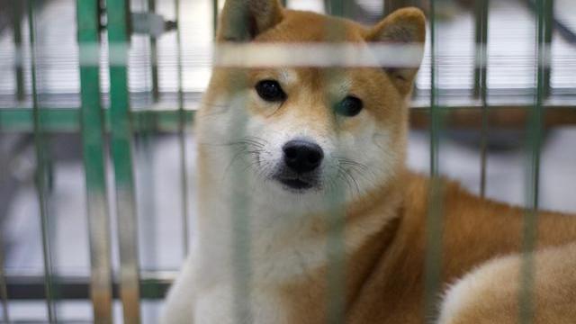 幼犬狗狗刚来胆小害怕怎么办,狗狗胆小怎么办见人就躲