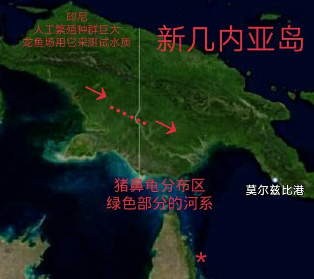 9cm的猪鼻龟能和多大的龙鱼养,6cm的猪鼻龟能混养多大的龙鱼