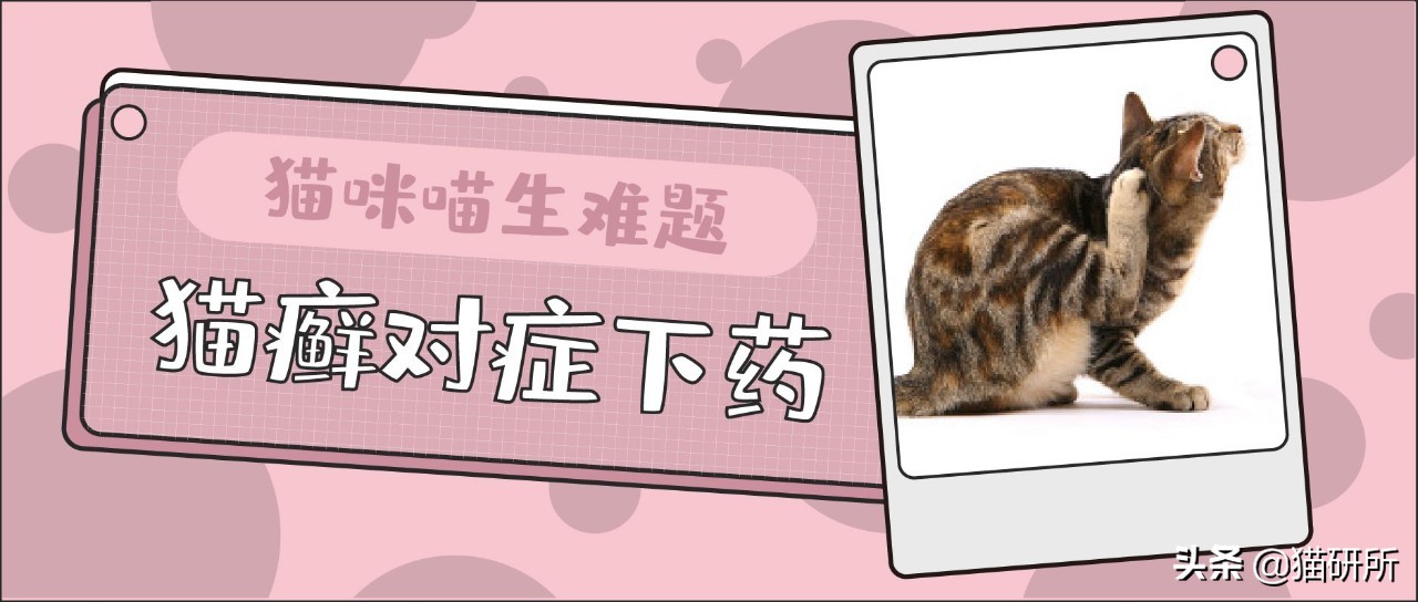 你们的猫咪猫癣怎么治好的,亲身经历的猫癣怎么治