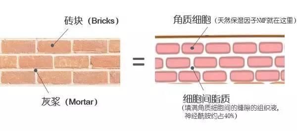 刀枪不入的皮肤是如何练的,皮囊怎么修炼好看