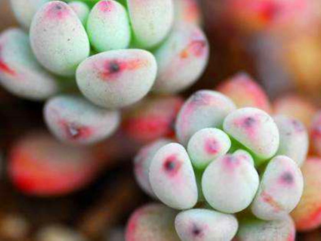 多肉汤姆怎么养,多肉汤姆油画怎么度夏