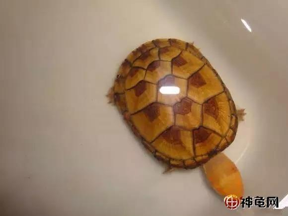 养水龟要准备什么,新手养龟的小知识