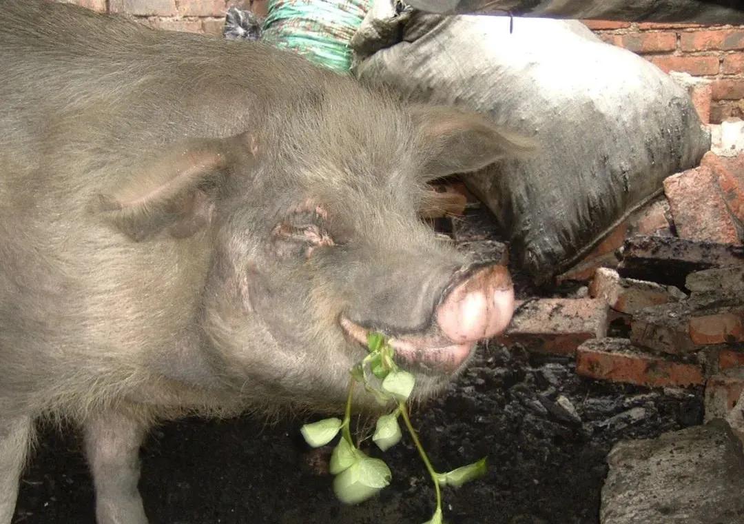 猪坚强可能即将走完生命旅程视频,猪坚强后继有人