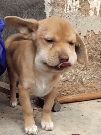 狗狗被马蜂蛰到了眼睛该怎么办,小奶狗被蜜蜂蛰了怎么办