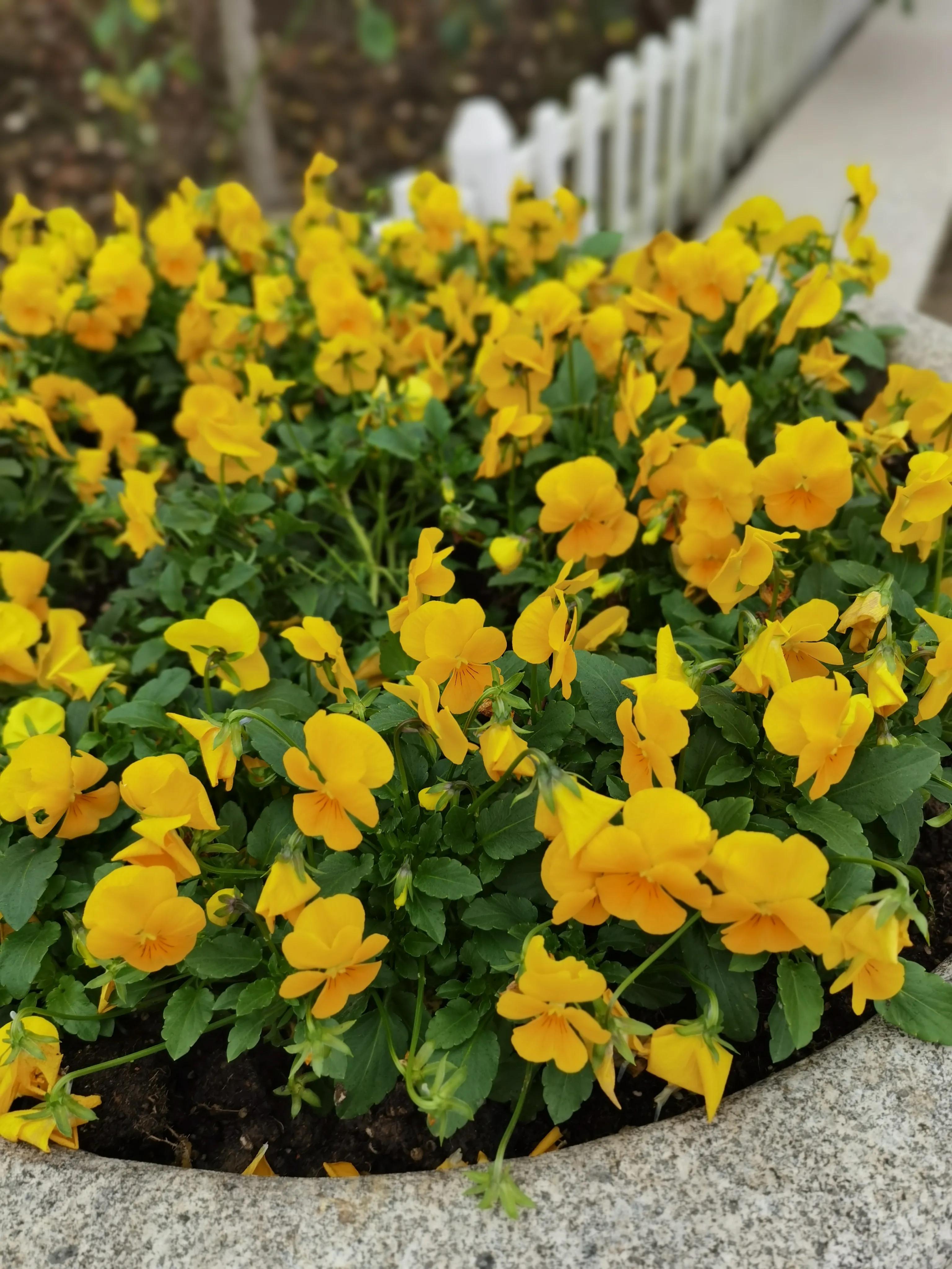 都知夏日驼梁美，秋季呢？阜平花塔村进山带您领略最美的秋日驼梁