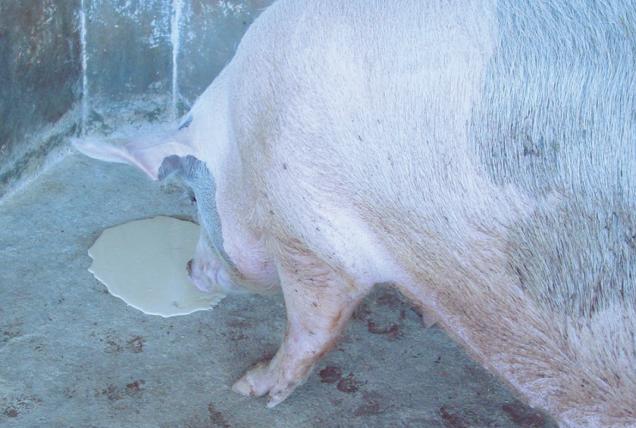 很多养猪人不知道：我们常说的霉菌毒素，其实有6种毒！