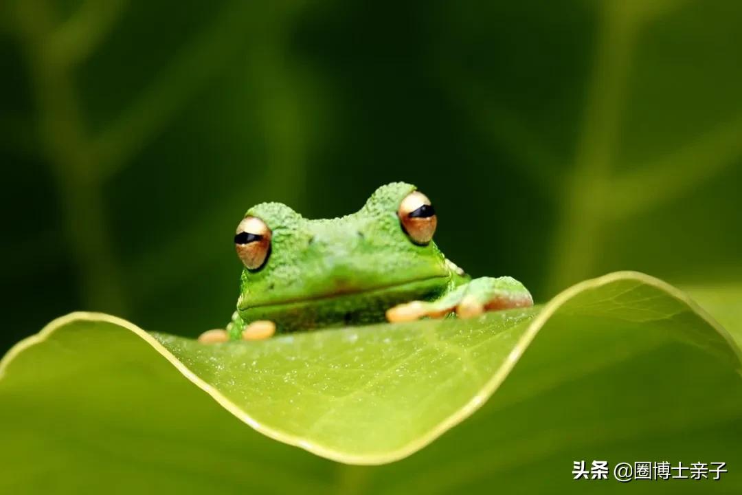 为什么小蝌蚪长大后会变成青蛙,小蝌蚪为什么会变成青蛙