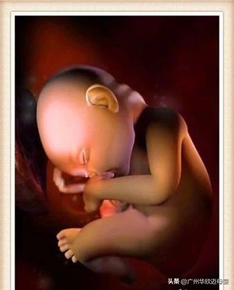 医生推荐孕期检查表,医生十月怀胎算法