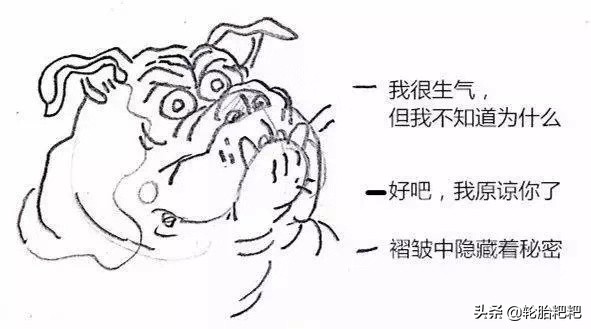 关于狗狗的几大特点你了解多少,各种狗狗的生活习性介绍