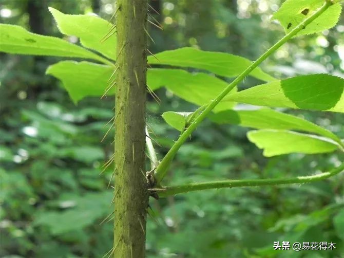 刺五加和五加皮的区别图片对比,刺五加是种什么药材
