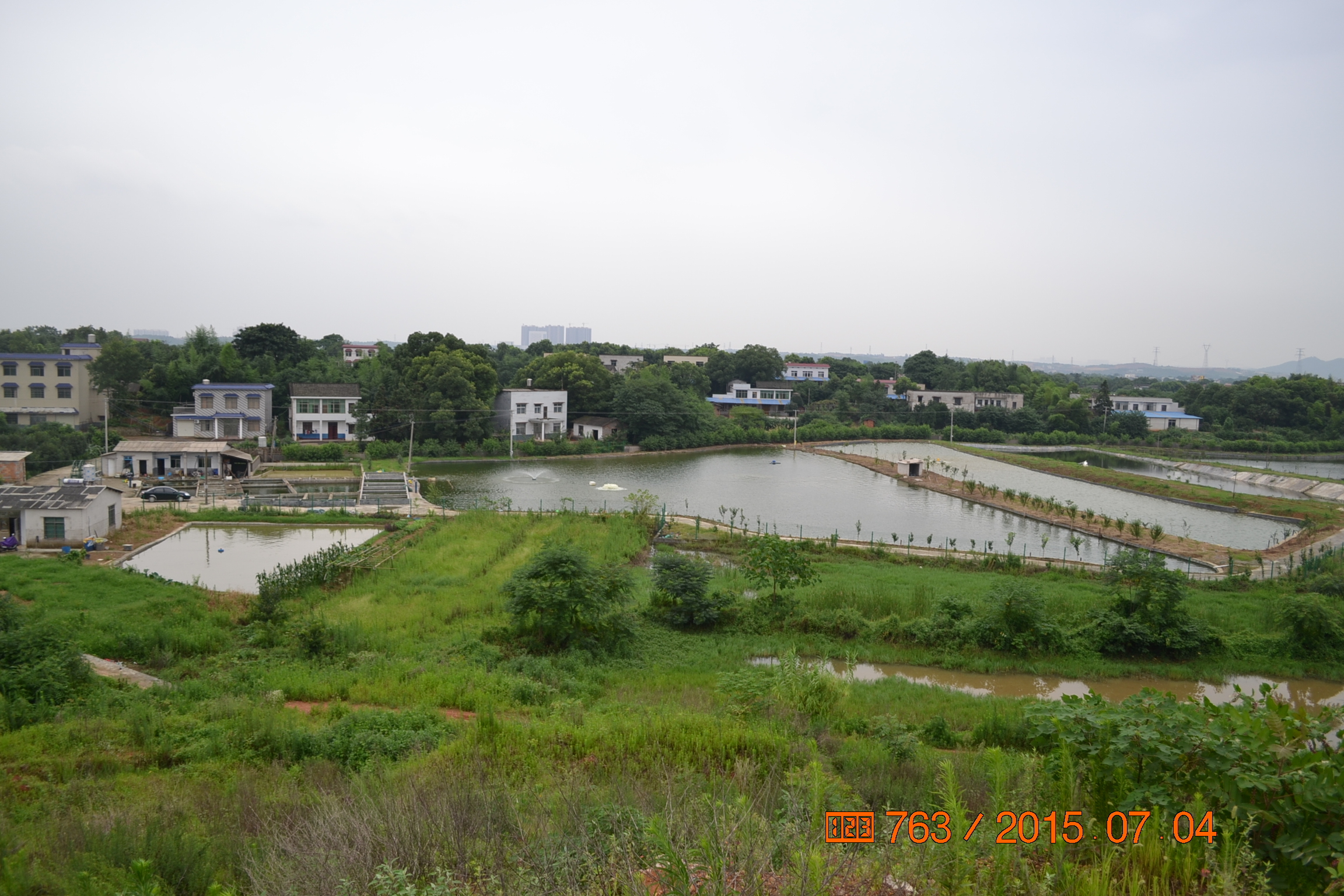 湖南最好的锦鲤养殖基地,湘潭锦鲤养殖