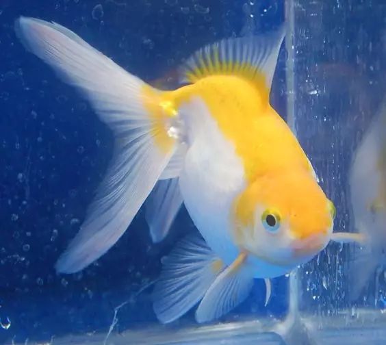 这些五彩斑斓的金鱼养眼又养心,最美的观赏金鱼值得一看