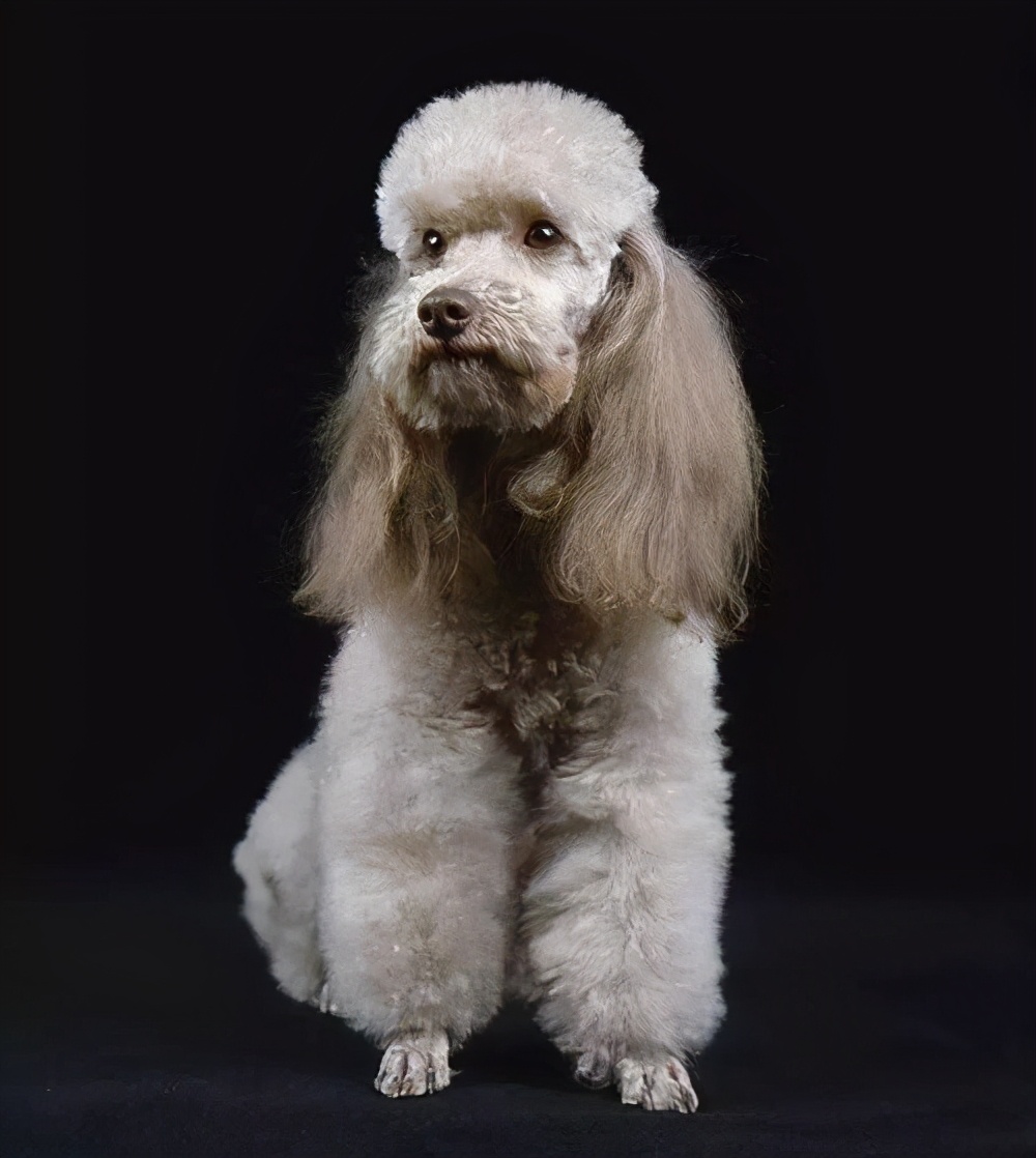 新手养哪种狗狗比较好小型犬,什么狗最好养又听话又粘人小型犬