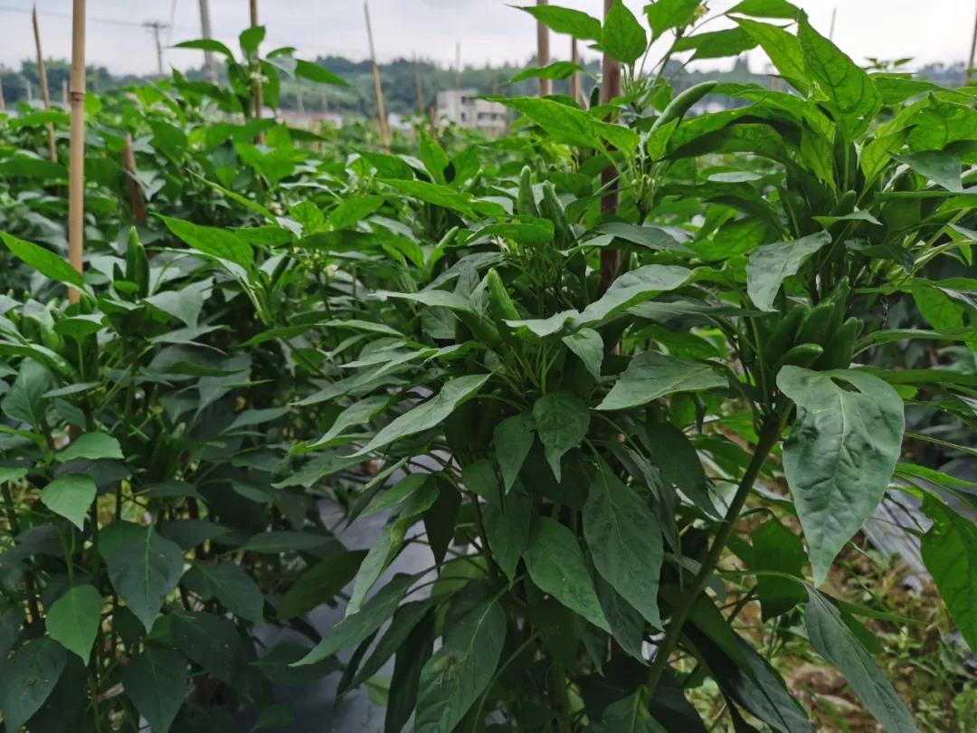 何爹浏阳蒸菜馆加盟费多少,怎样加盟湖南小碗蒸菜