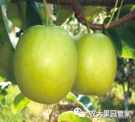 种植新品种果树苗一手货源,各种新品种果树苗木一手货源