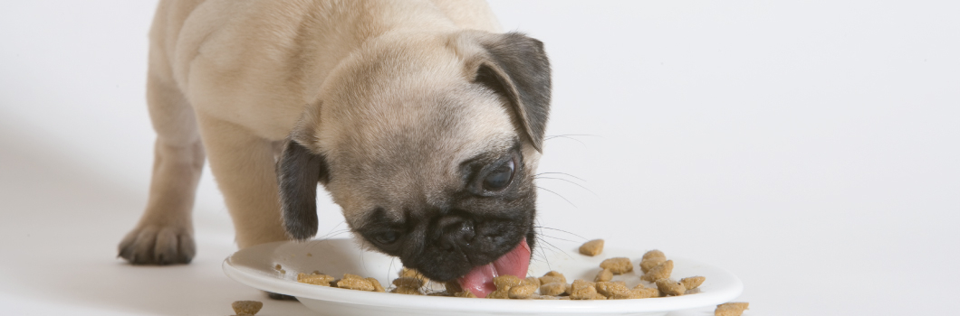 科学喂养白白胖胖,如何喂养出一只白白胖胖的小狗