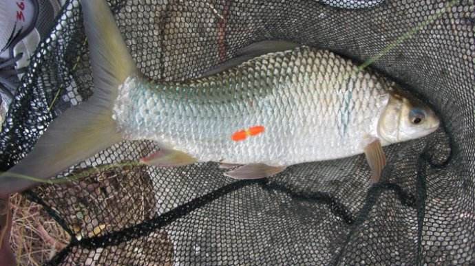 鲮鱼怎么钓才好吃,钓土鲮视频土鲮鱼好吃吗