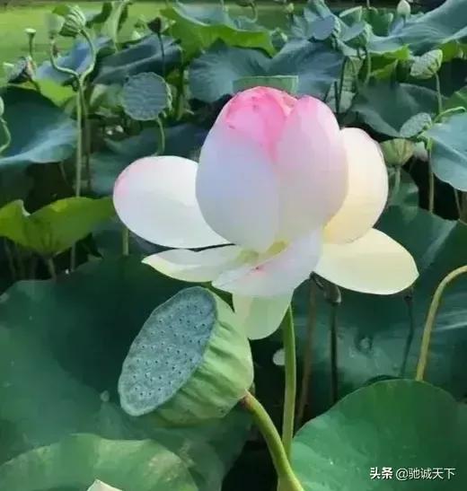 这个南阳在哪里?是在襄阳城西二十里,号曰隆中吗?