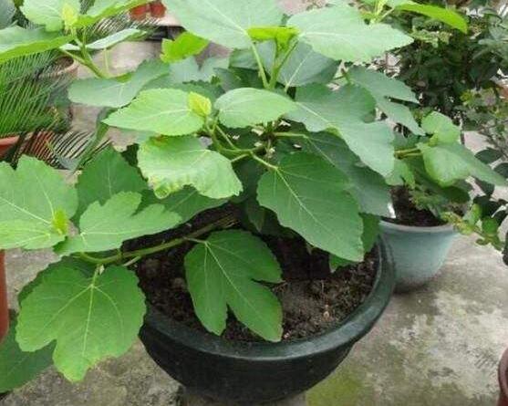盆栽无花果怎么养,盆栽无花果的养殖方法和注意事项