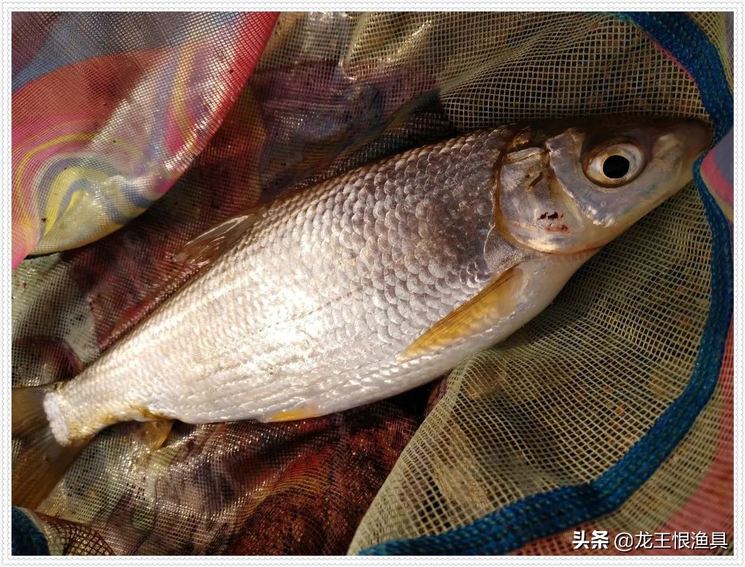 天鲫腥香评测,天鲫通杀钓鲫鱼