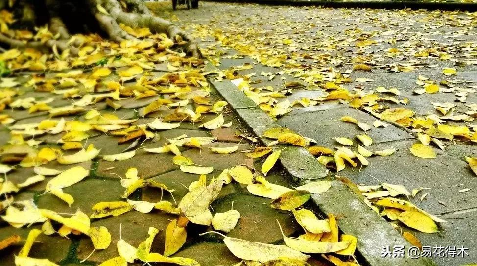 盆栽红豆杉落叶干枯怎么办,盆栽桔子树落叶是怎么回事