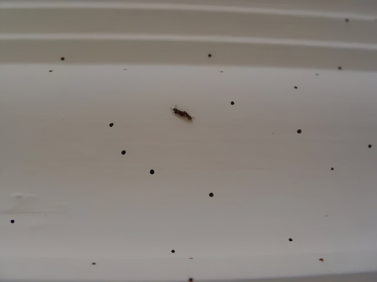 十种家里出现的虫子,家里出现的虫子有哪些