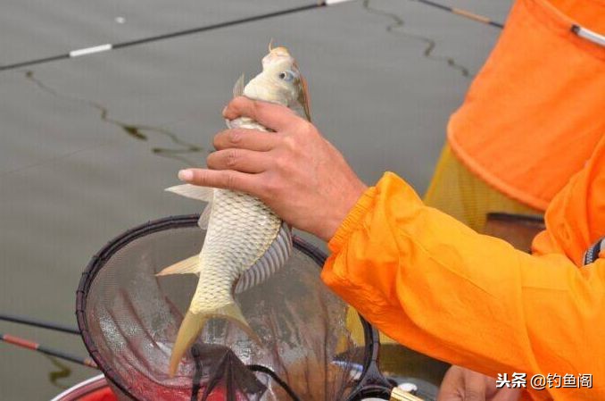 200元钓友公认十款最好鱼竿,哪种鱼竿又便宜又好用钓不断