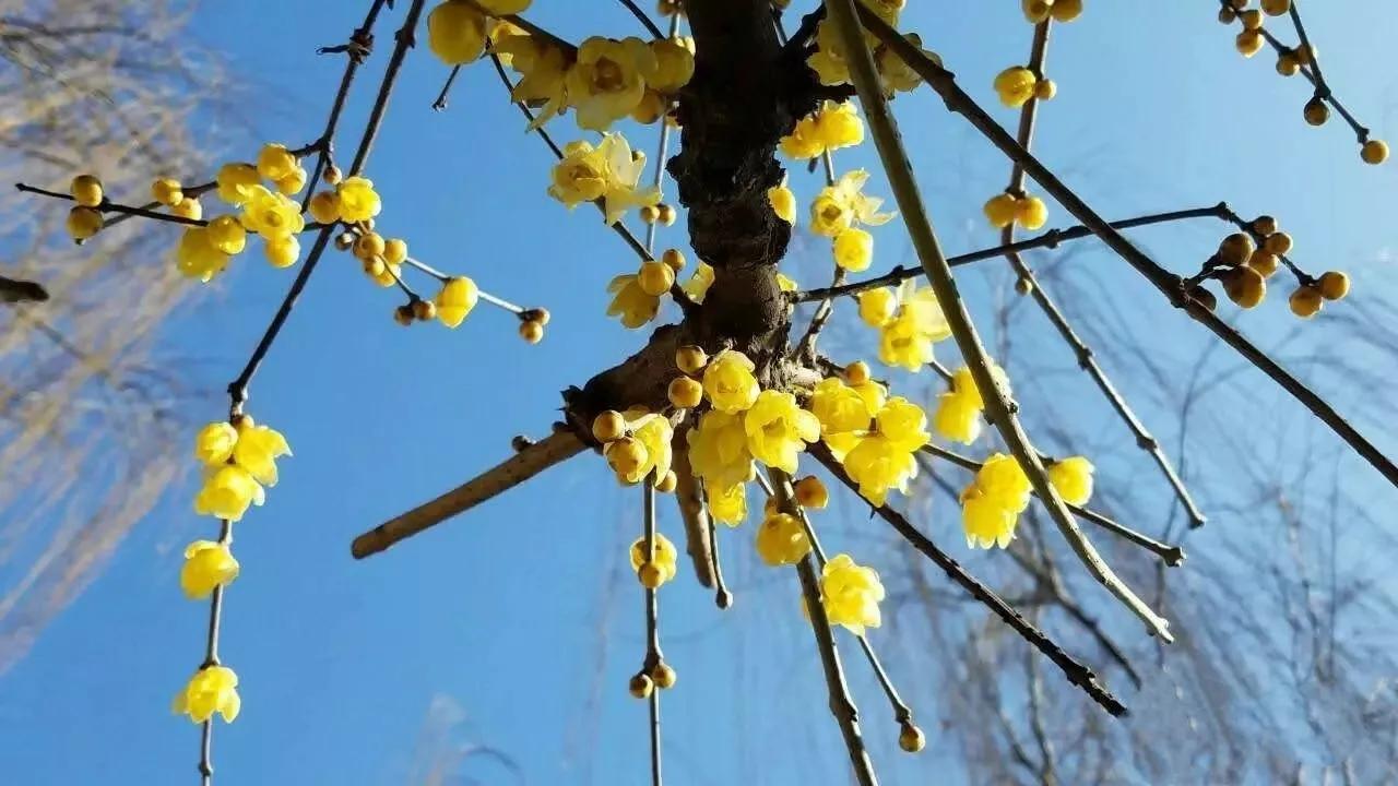 冬之树木，像不像十月怀胎的母亲～冬日随想