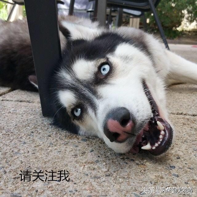 历史朝代顺口溜加音乐,怎么记历史朝代顺口溜