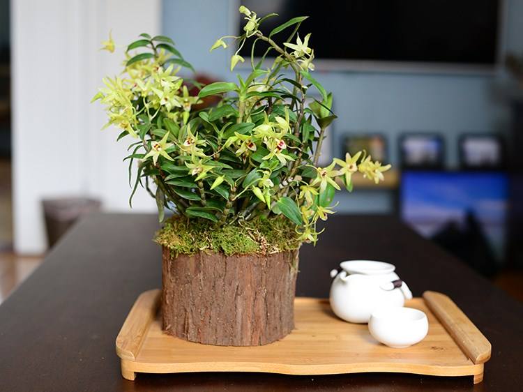 人养花花养人养花养出好心情,适合家养的盆栽花卉大全