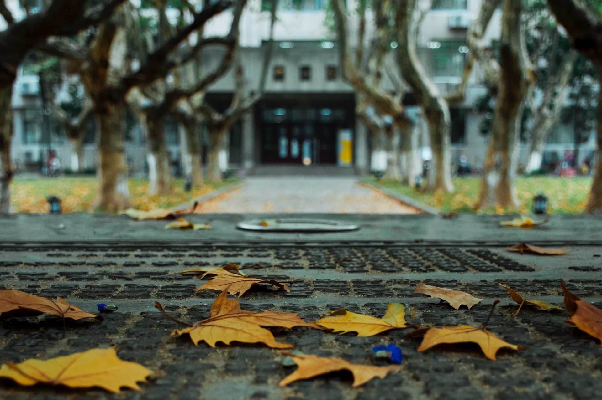 南京梧桐最美句子,一句梧桐美种遍整座南京城