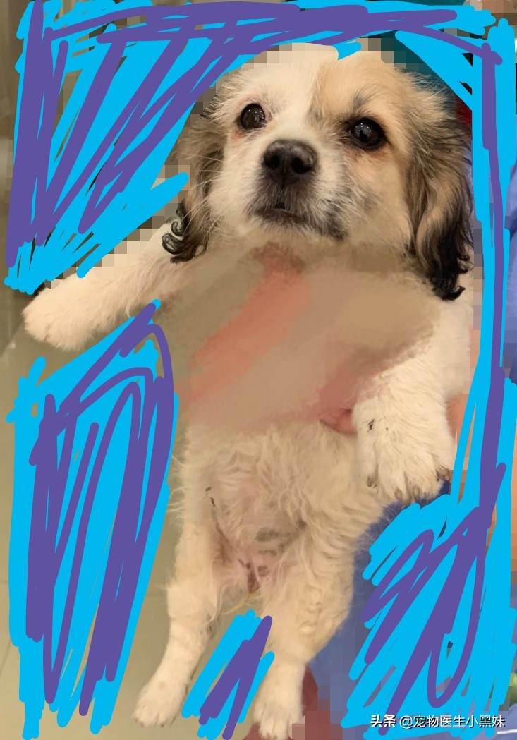 注射了狂犬疫苗被狗咬有没有事,狗狗狂犬疫苗注射部位脱毛