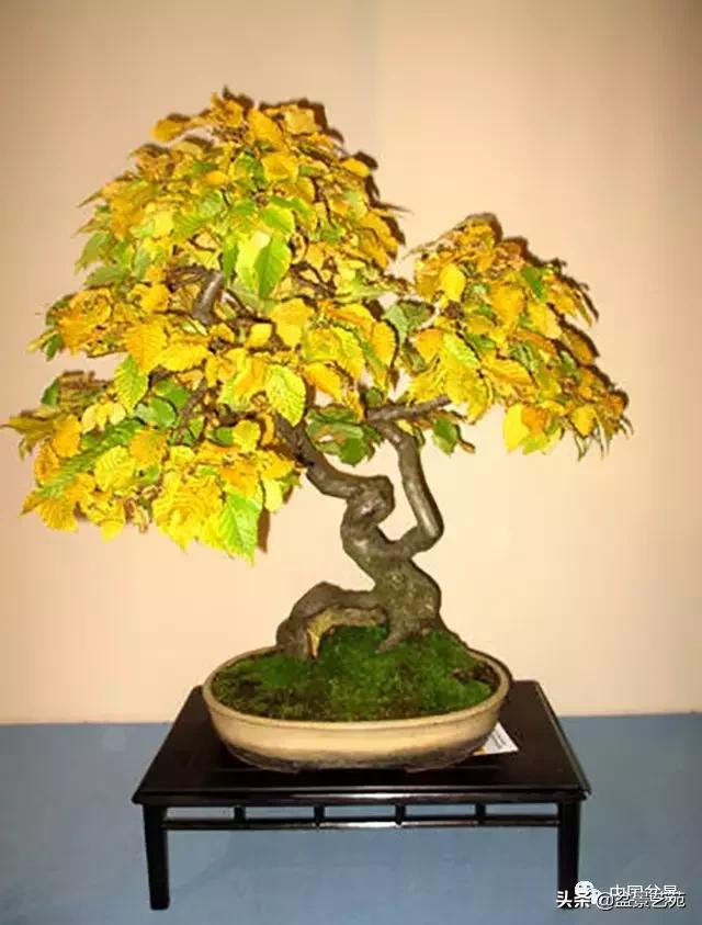 推荐36种好养的盆景植物,茶桌上养什么盆景植物