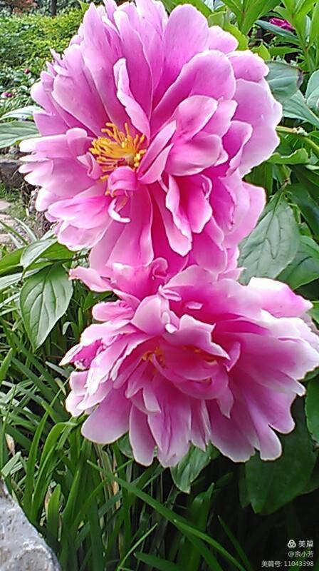 上海中山公园公寓,上海中山公园游玩攻略