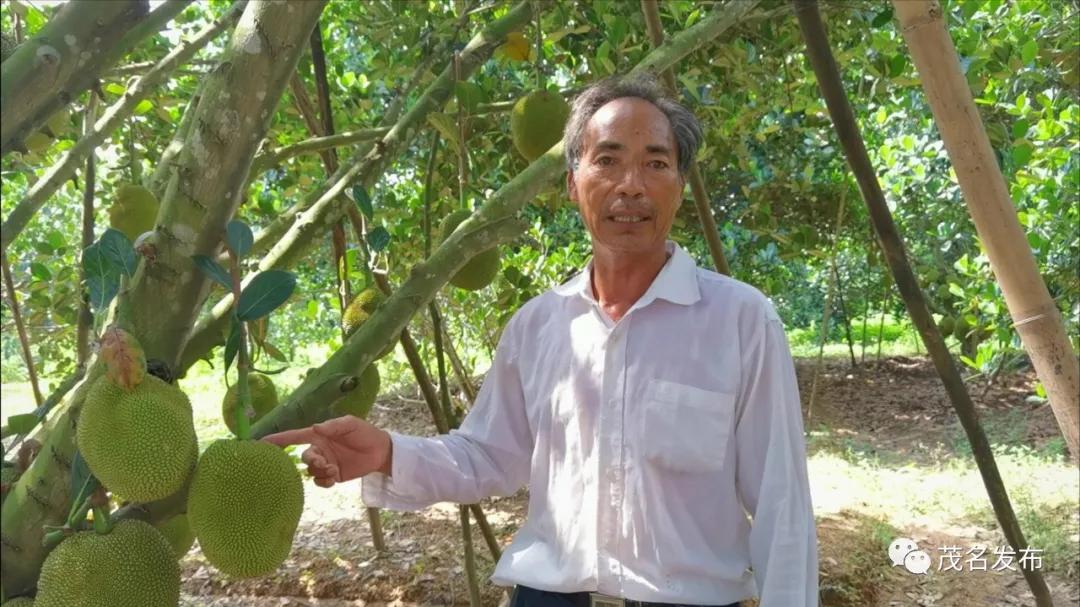 【走向我们的小康生活】一片菠萝林带富一条村