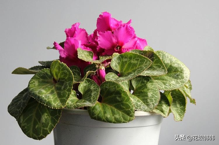 仙客来花杆越开越矮怎么回事,仙客来一直长叶子不长花苞