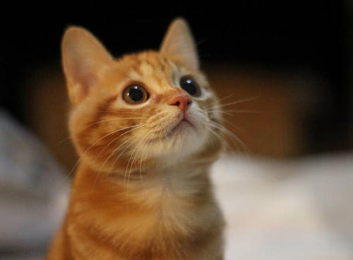 猫怀孕有哪些特征,猫怀孕的时候有什么特征