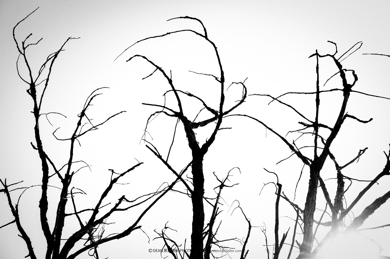 历届奥斯卡获奖影片及提名影片,历届奥斯卡最佳动画获奖影片