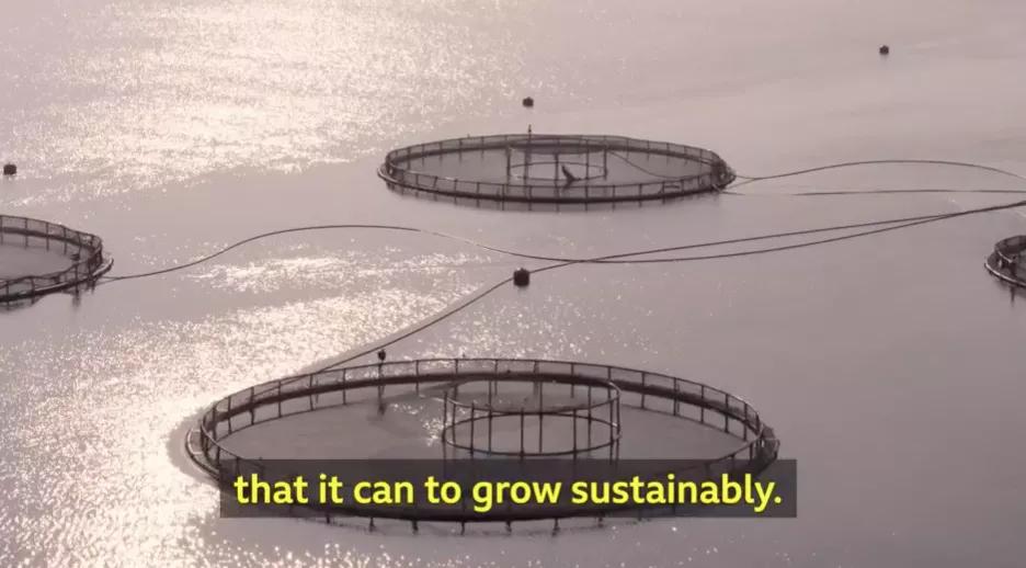 “最毒僵尸鱼”，外媒曝挪威三文鱼养殖乱象，看完胃不好了