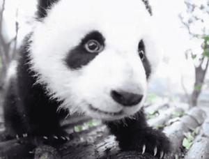 你才可爱你全家都可爱怎么回,你才可爱你全家都可爱出处