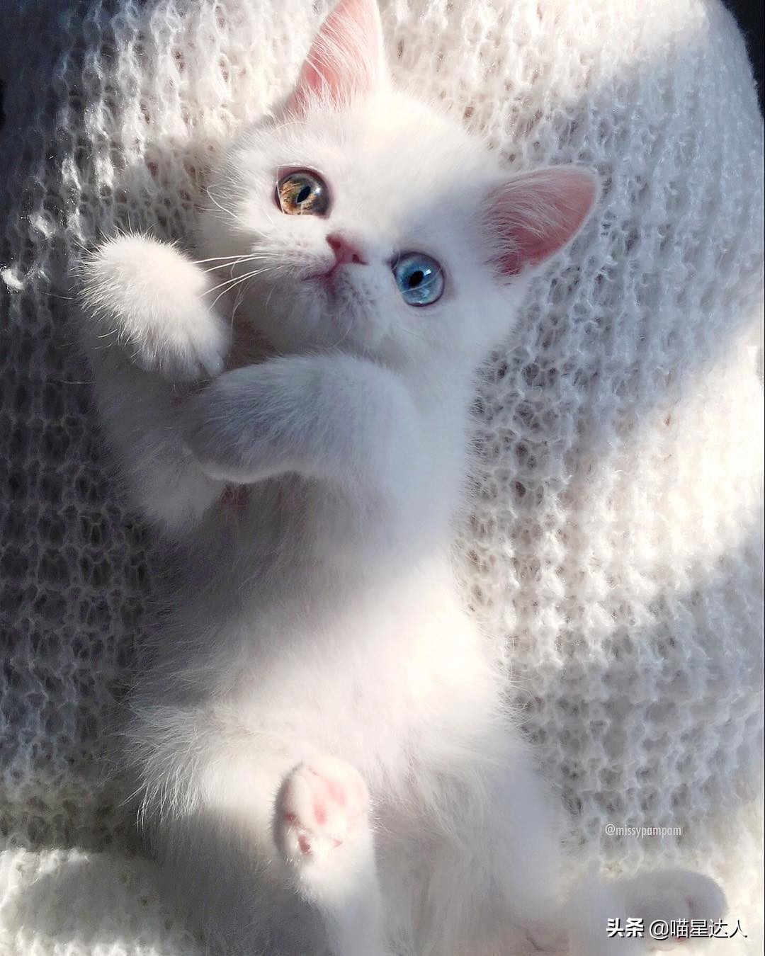 新手养猫的10个基本知识,养猫小知识第一次养猫该怎么做