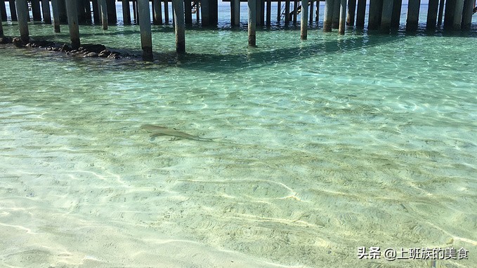 第四次来马尔代夫的感受,马尔代夫之行完整版视频